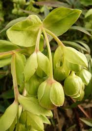 Image result for Helleborus foetidus
