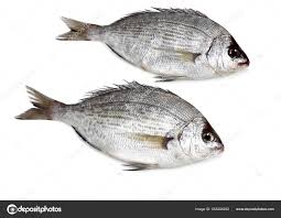 Image result for Spondyliosoma cantharus