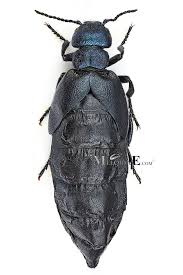 Attēlu rezultāti vaicājumam “Meloe sp.”