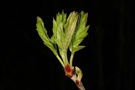 Attēlu rezultāti vaicājumam “Sorbus aucuparia bud”