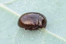 Attēlu rezultāti vaicājumam “Chrysolina staphylaea”