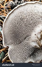 Attēlu rezultāti vaicājumam “Sarcodon imbricatum”