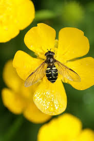 Attēlu rezultāti vaicājumam “Dasysyrphus tricinctus”