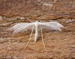 Attēlu rezultāti vaicājumam “Pterophorus pentadactyla”