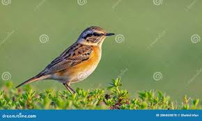 Attēlu rezultāti vaicājumam “Saxicola rubetra”