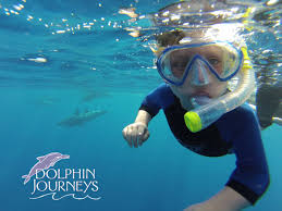 Image result for Durley Dolphin Diver