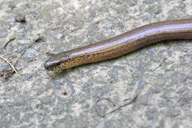 Attēlu rezultāti vaicājumam “Anguis fragilis”