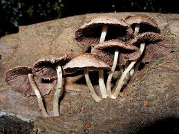 Attēlu rezultāti vaicājumam “Psathyrella sp.”