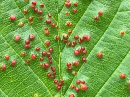 Attēlu rezultāti vaicājumam “Eriophyes laevis”