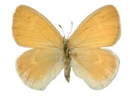 Attēlu rezultāti vaicājumam “Coenonympha tullia underside”