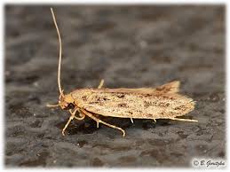Attēlu rezultāti vaicājumam “Oecophoridae”