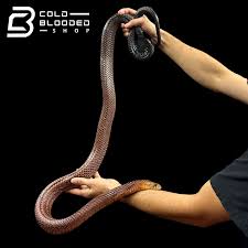 Attēlu rezultāti vaicājumam “Cribraria costata macro”