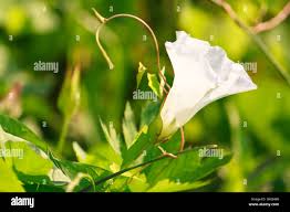 Attēlu rezultāti vaicājumam “Calystegia sepium flower”