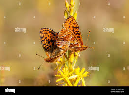 Attēlu rezultāti vaicājumam “Boloria aquilonaris underside”