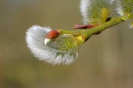 Attēlu rezultāti vaicājumam “Salix caprea bud”