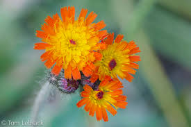 Image result for Hieracium aurantiacum