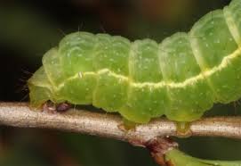 Attēlu rezultāti vaicājumam “Syngrapha interrogationis”