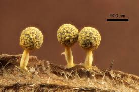 Attēlu rezultāti vaicājumam “Physarum melleum”