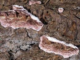 Attēlu rezultāti vaicājumam “Trichaptum abietinum”