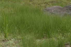 Attēlu rezultāti vaicājumam “Juncus filiformis”