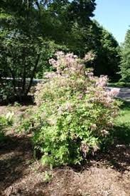 Attēlu rezultāti vaicājumam “Rhododendron periclymenoides flower”