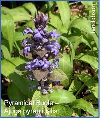 Attēlu rezultāti vaicājumam “Ajuga pyramidalis leaf”