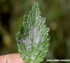 Attēlu rezultāti vaicājumam “Erysiphe galeopsidis”