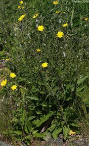 Attēlu rezultāti vaicājumam “Hieracium vulgatum”