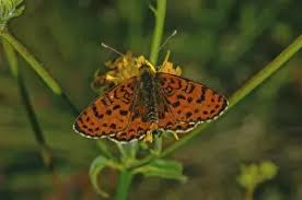 Attēlu rezultāti vaicājumam “Melitaea didyma male”