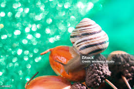 Attēlu rezultāti vaicājumam “Helicidae”