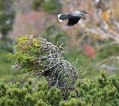 Attēlu rezultāti vaicājumam “Pinus pumila male flower”