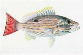 Image result for Lutjanus synagris
