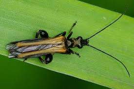 Attēlu rezultāti vaicājumam “Oedemera femorata”