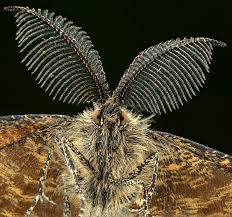 Attēlu rezultāti vaicājumam “Ematurga atomaria”