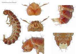 Attēlu rezultāti vaicājumam “Scaphidium quadrimaculatum”