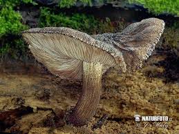 Attēlu rezultāti vaicājumam “Pluteus umbrosus”