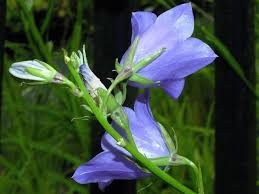 Attēlu rezultāti vaicājumam “Campanula persicifolia leaf”