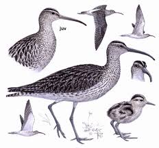 Attēlu rezultāti vaicājumam “Numenius phaeopus”