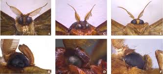 Attēlu rezultāti vaicājumam “Endromidae”