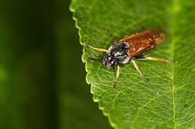 Attēlu rezultāti vaicājumam “Arge ustulata”