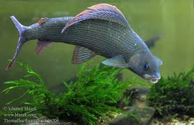 Image result for Thymallus thymallus