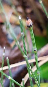 Attēlu rezultāti vaicājumam “Equisetum variegatum”