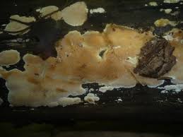 Attēlu rezultāti vaicājumam “Junghuhnia collabens”