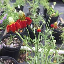 Image result for Ratibida columnifera