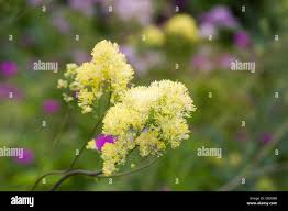 Attēlu rezultāti vaicājumam “Thalictrum flavum leaf”