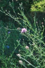 Attēlu rezultāti vaicājumam “Centaurea stoebe”