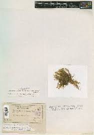 Attēlu rezultāti vaicājumam “Pseudocalliergon turgescens”