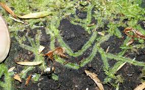 Attēlu rezultāti vaicājumam “Chiloscyphus”