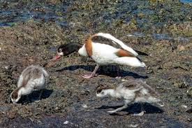 Attēlu rezultāti vaicājumam “Tadorna tadorna juvenile”