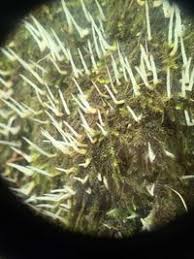 Attēlu rezultāti vaicājumam “Eocronartium muscicola”